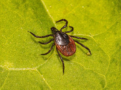 Клещевой энцефалит: Памятка для рыбаков и охотников